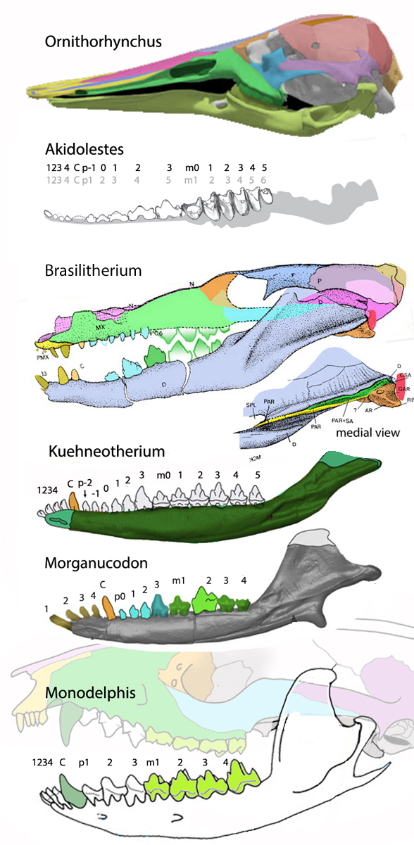 Kuehneotherium 