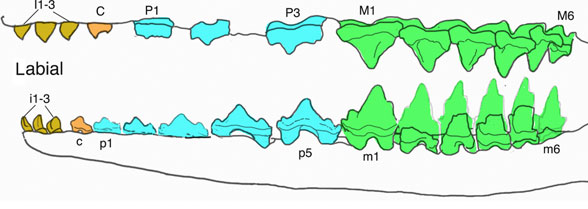 Lactodens teeth