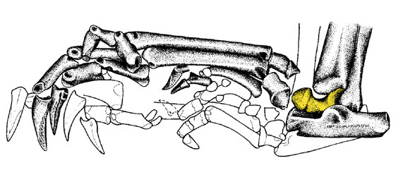 Leptictidium ankle