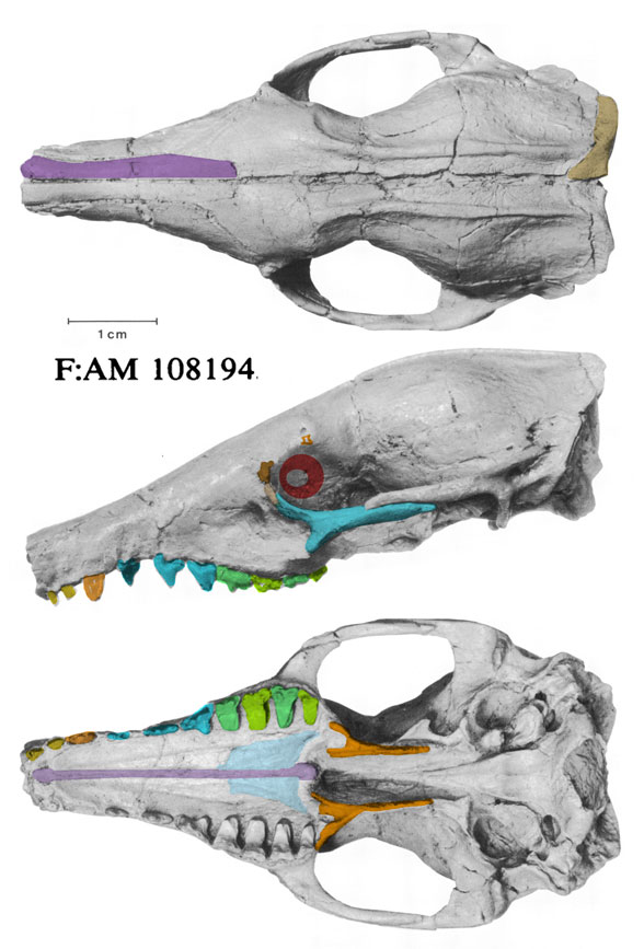 Leptictis skull 3 views