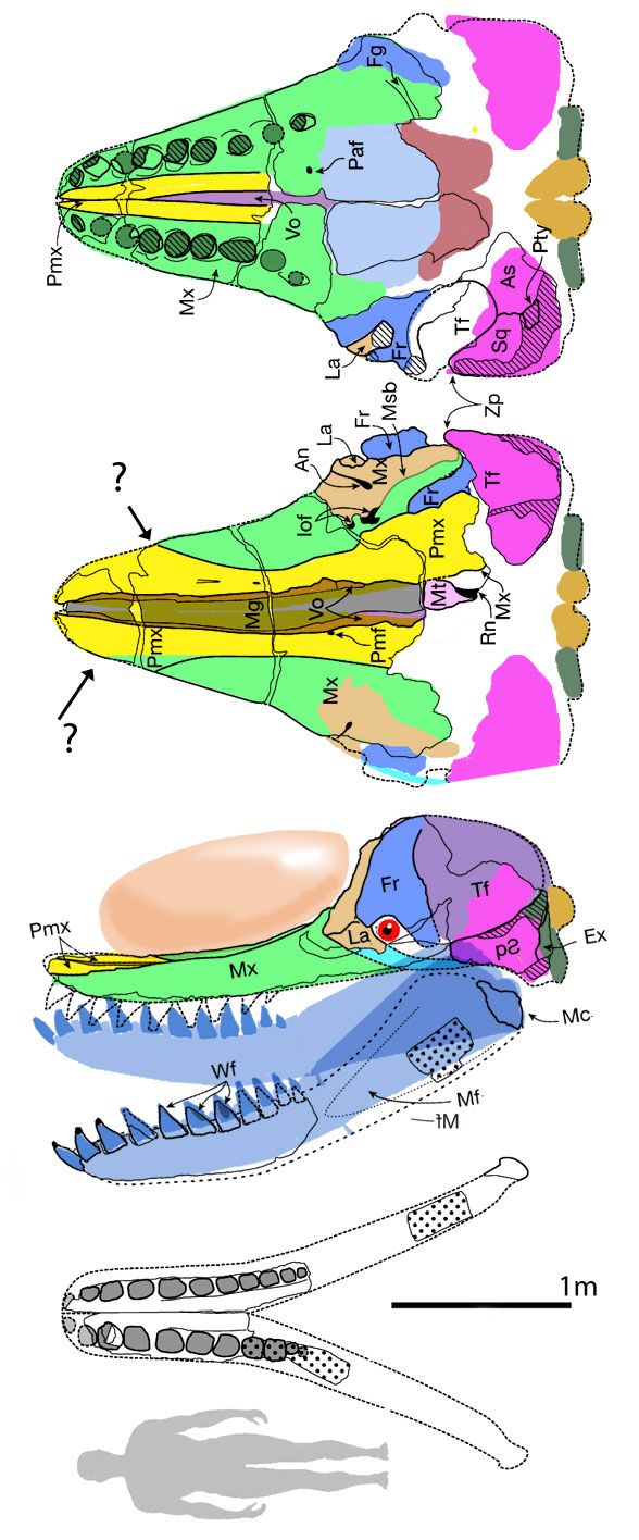 Leviathan melvillei skull colored