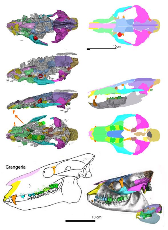 Lophiaspis skull from Vaurtrin et al. 2020