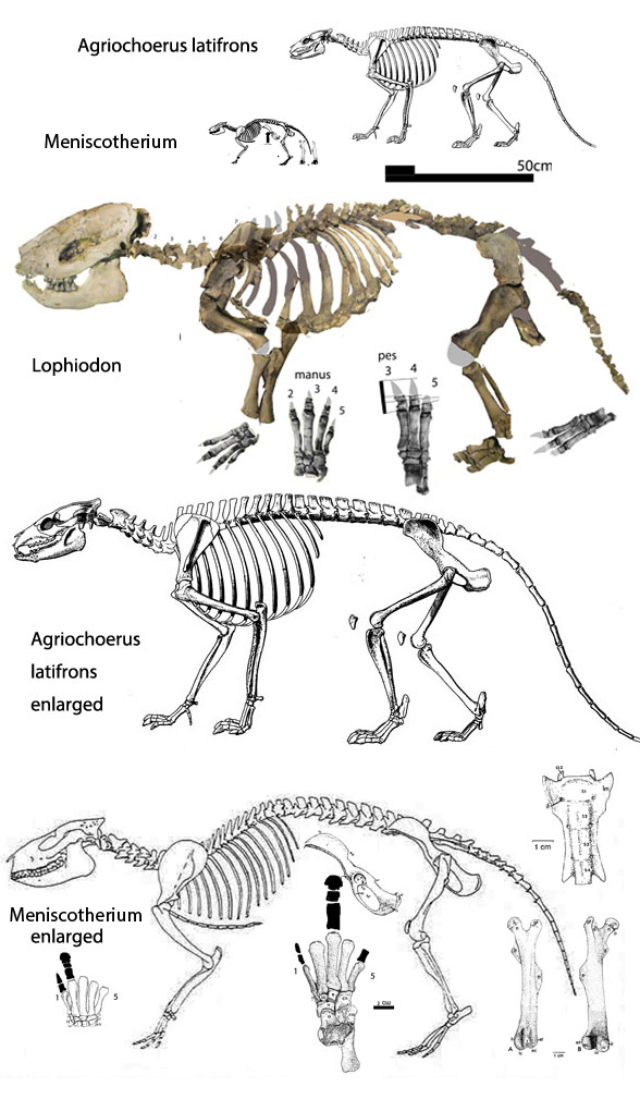 Agriochoeus latifroms skeleton with Lophiodon