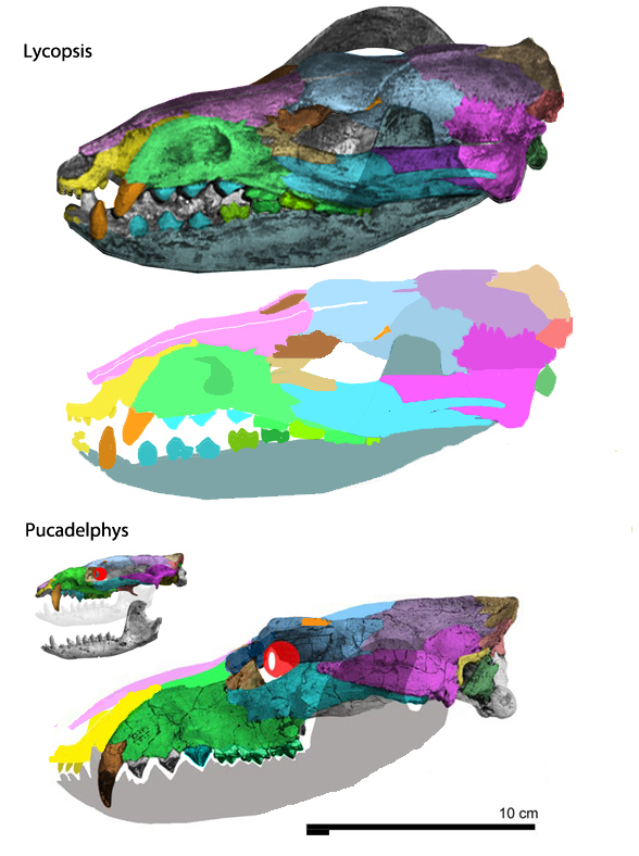 Lycopsis skull