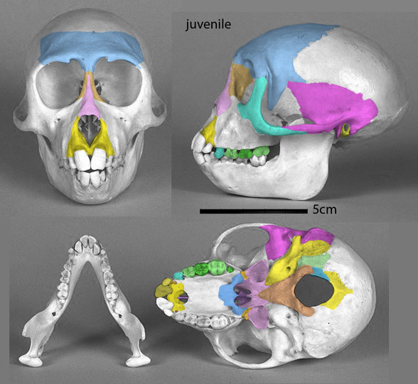 Macaca juvenile