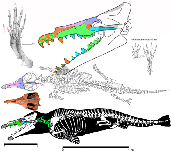 Maiacetus