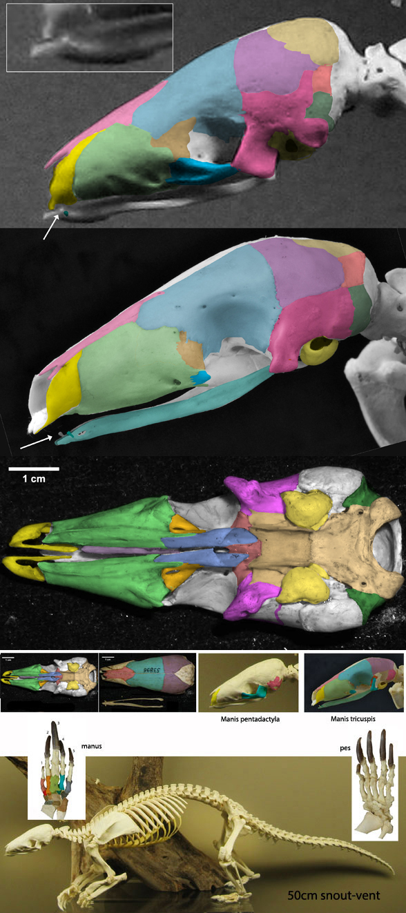 Manis skeleton