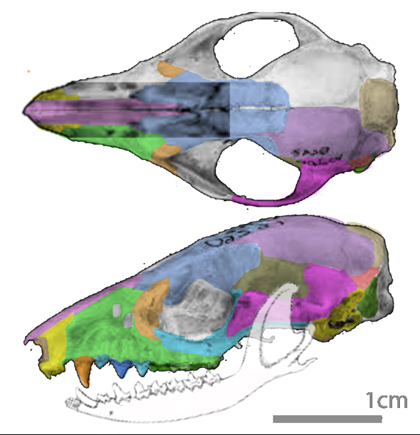 Marmosa skull