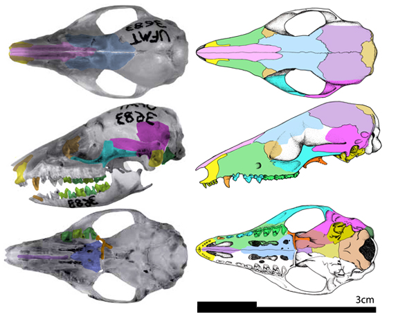 Marmosops skull