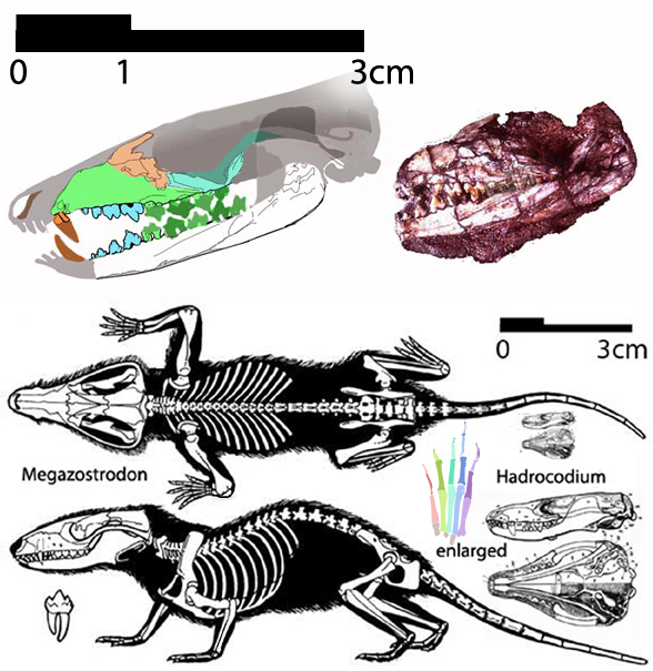 Megazostrodon