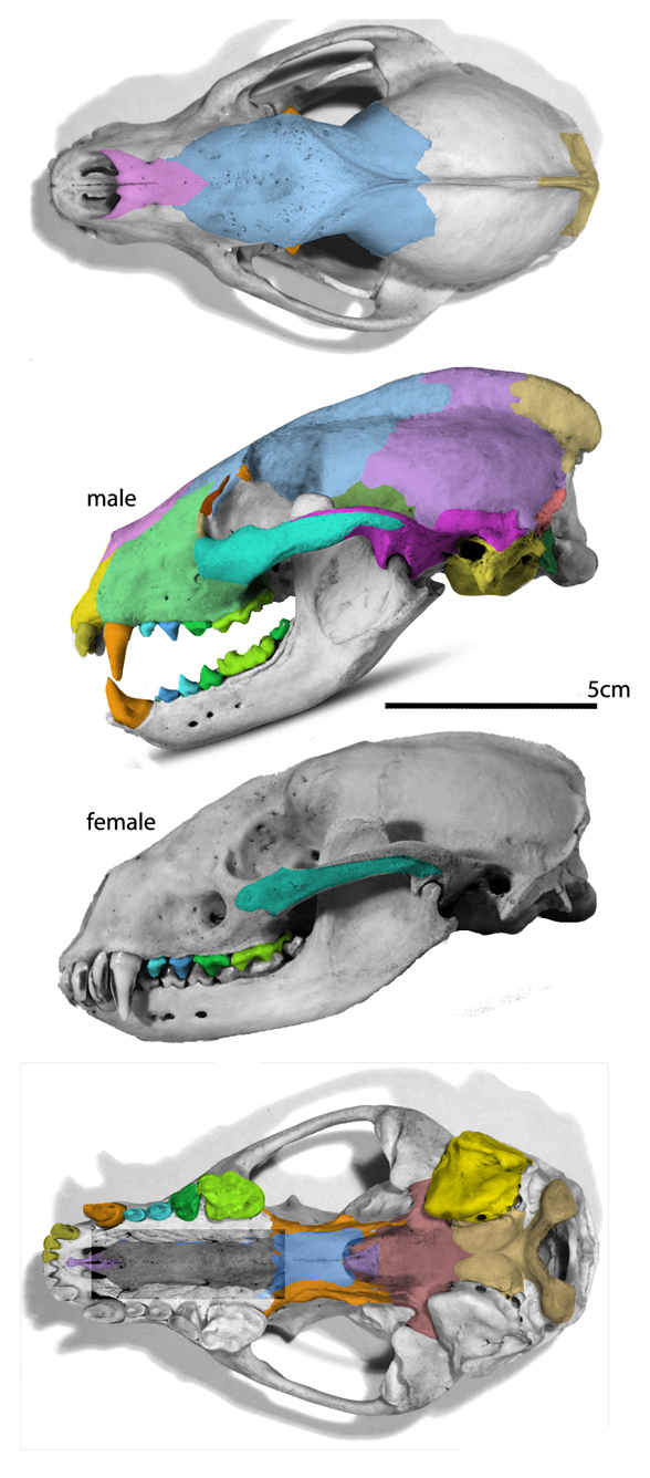 Meles skull