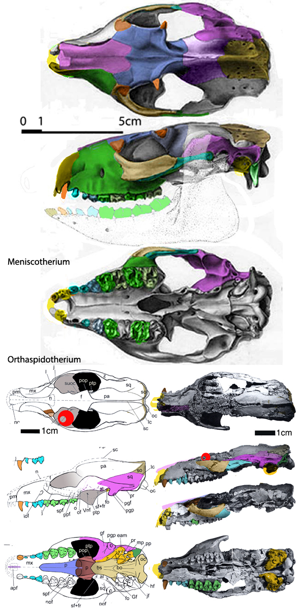 Meniscotherium