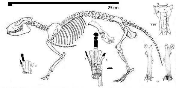 Meniscotherium