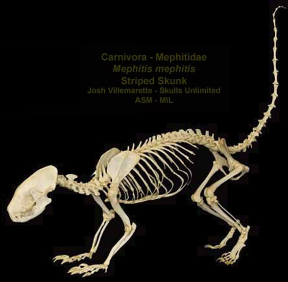 Mephitis skeleton