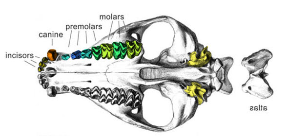 Merycoidodon palate