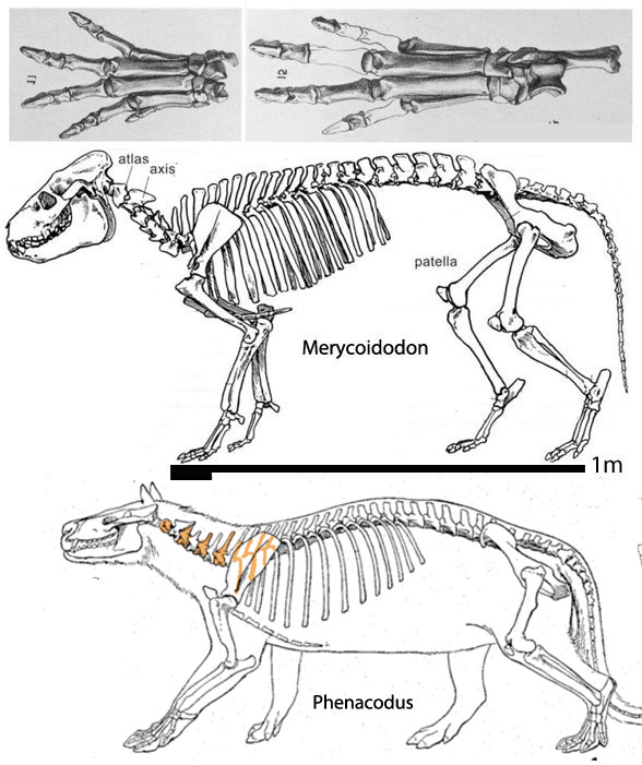 Merycoidodon overall