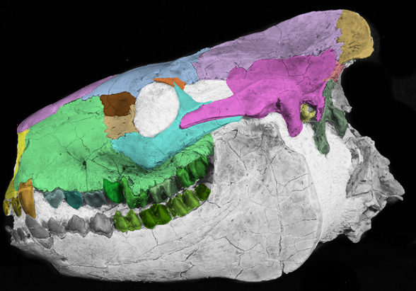 Merycoidodon skull