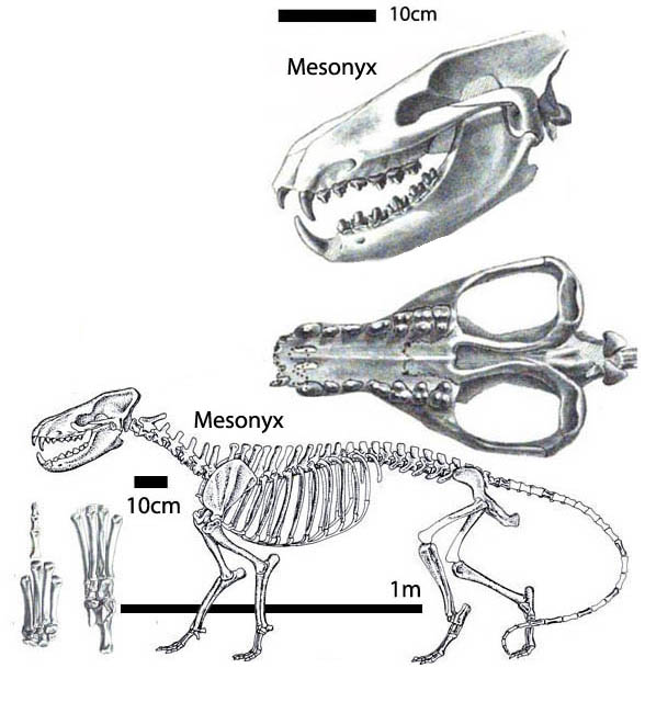 Mesonyx