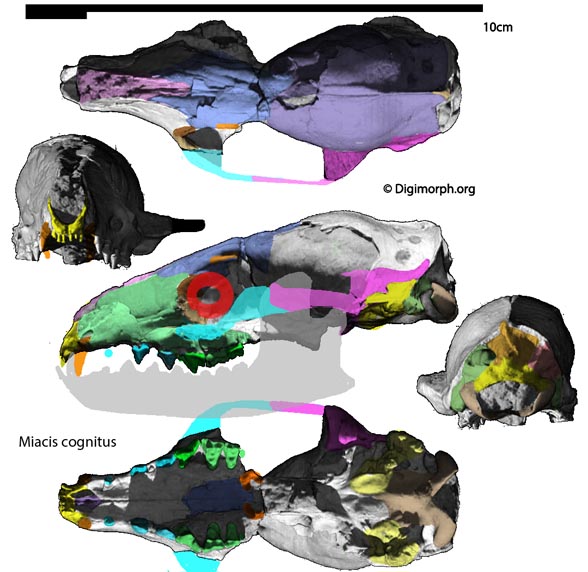 Miacis skull