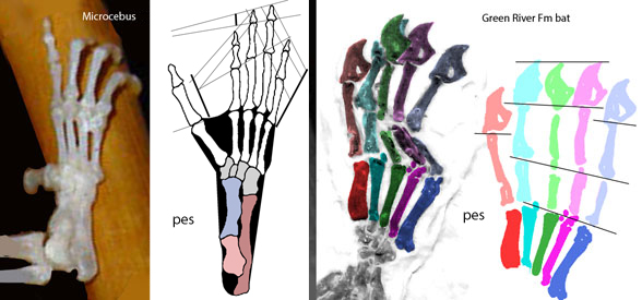 Microcebus foot