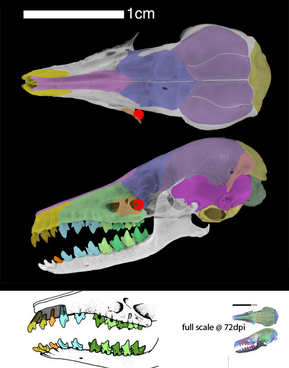 Microgale skull