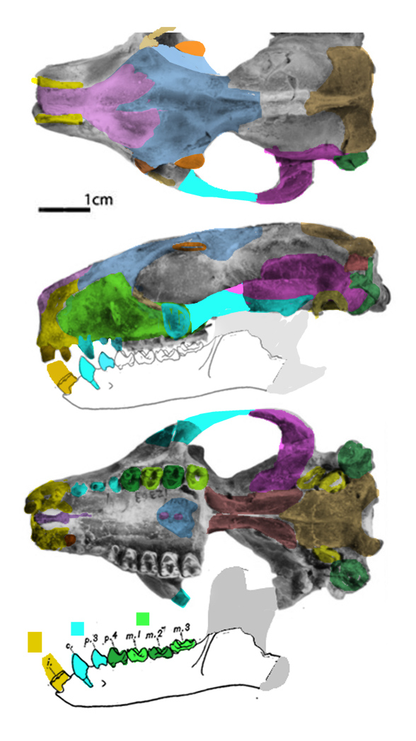 Microsyops skull