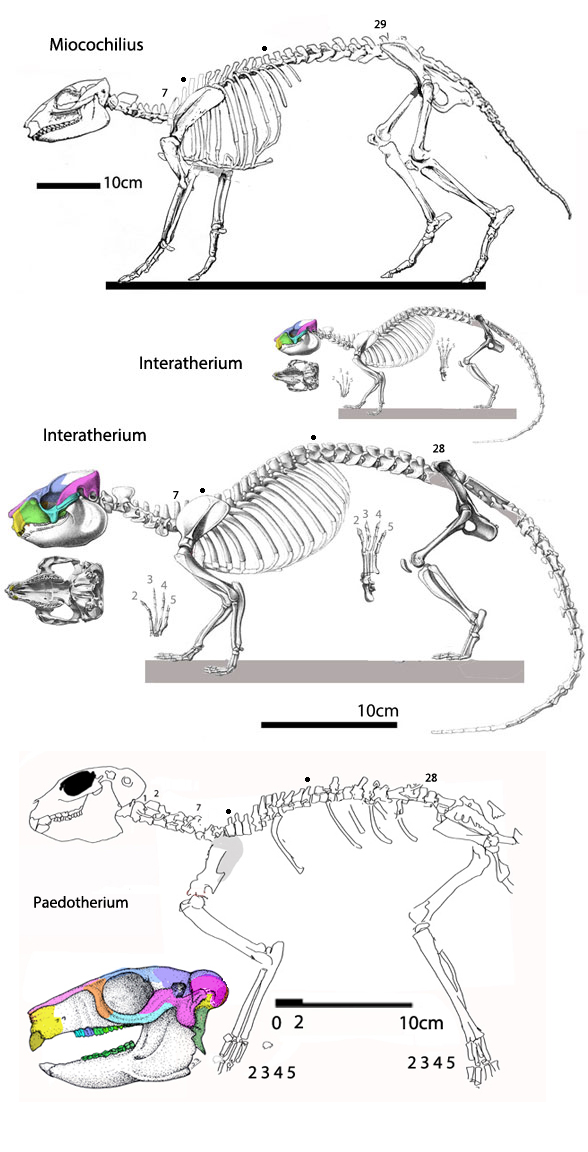 Miocochilius - Interatherium skeletons to scale