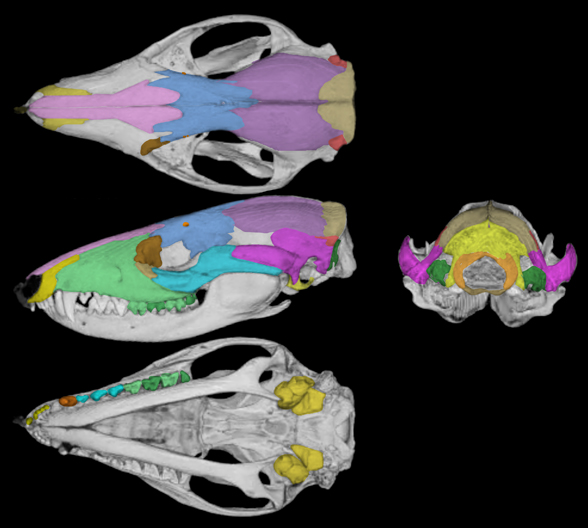 Monodelphis skull