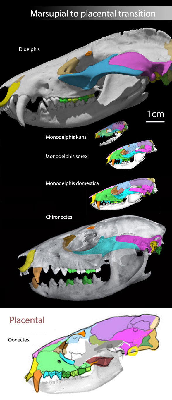 Monodelphis and the placentals