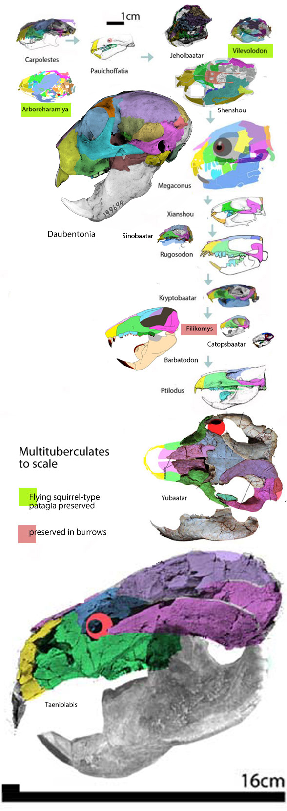 Multituberculates to scale