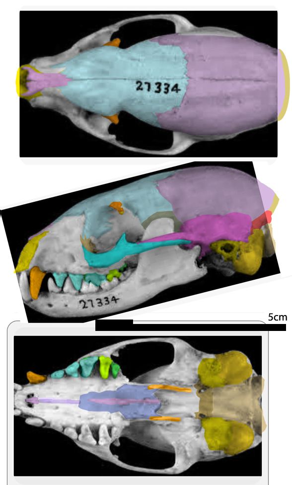 Mungos skull