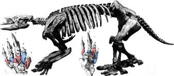 Mylodon skeleton