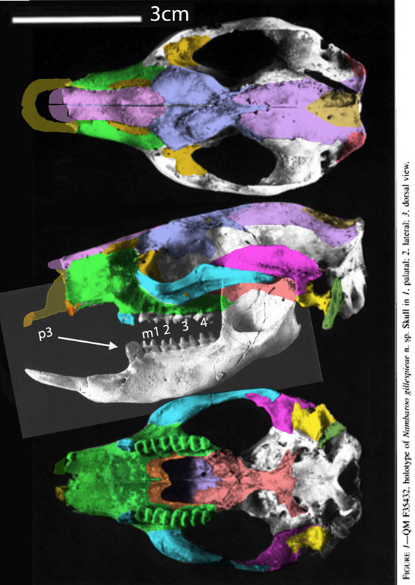 Nambaroo skull