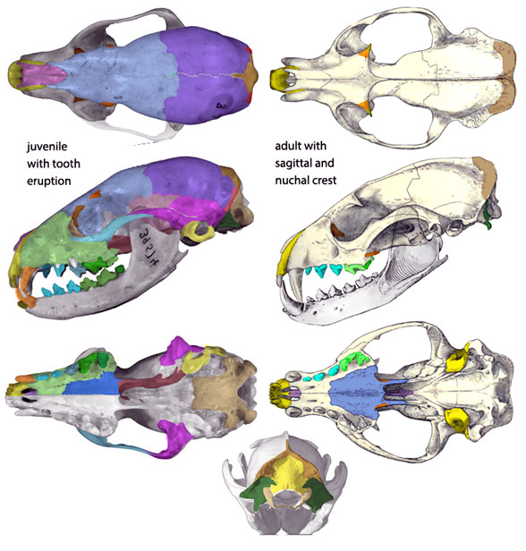 Nandinia skull