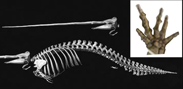 Narwhal skeleton