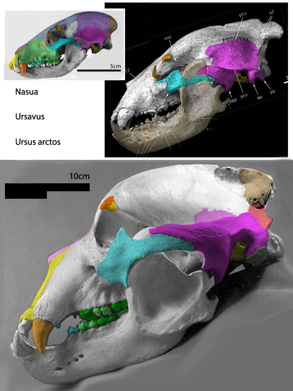 Nandinia, Ursavus and Ursus to scale