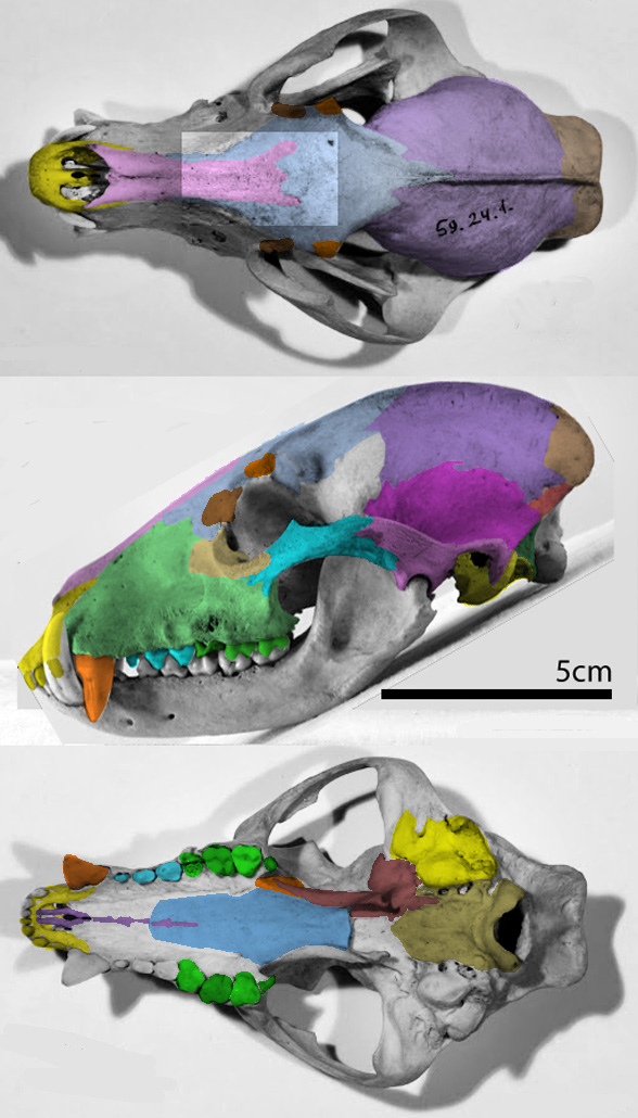 Nasua coatimundi skull