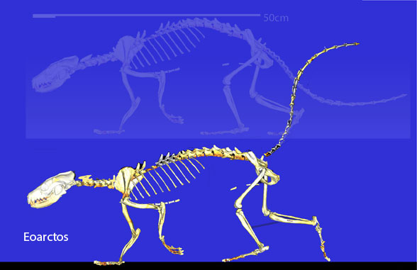 Eoarctos compared to Nasua