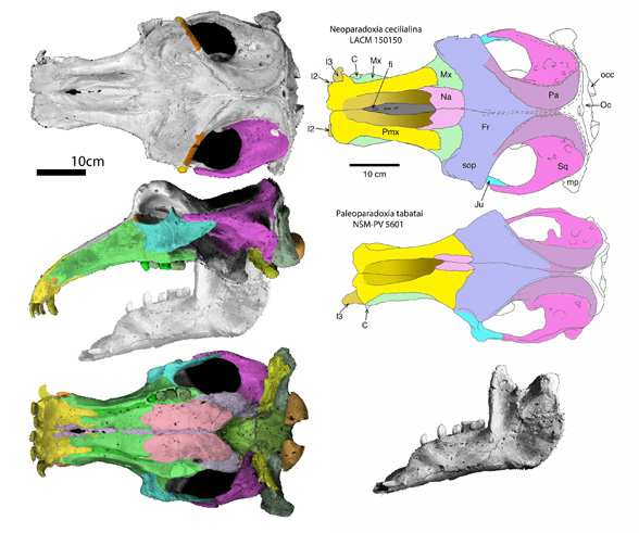 Neoparadoxia skull