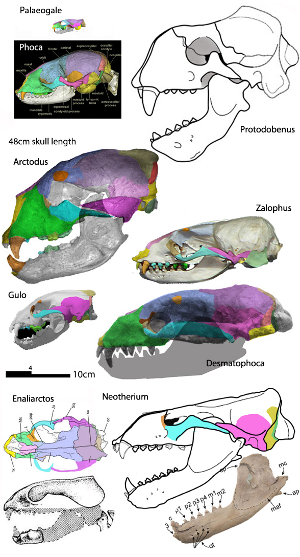 Neotherium to scale