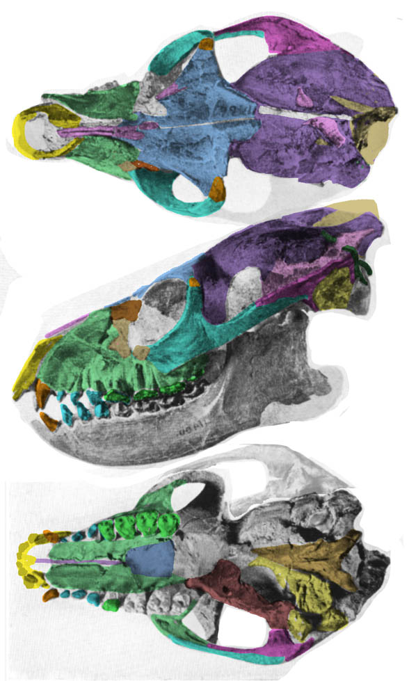 Notharctus skull bones