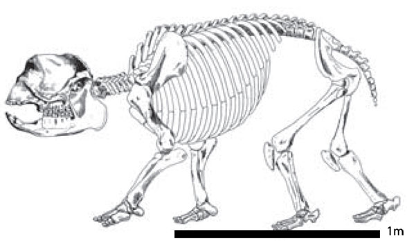 Numidotherium skeleton