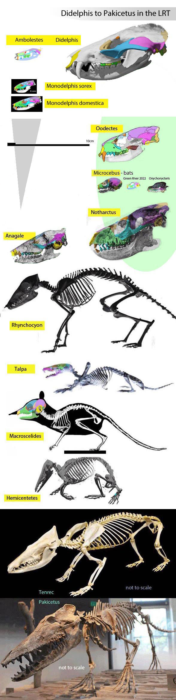 Odontocete ancestors