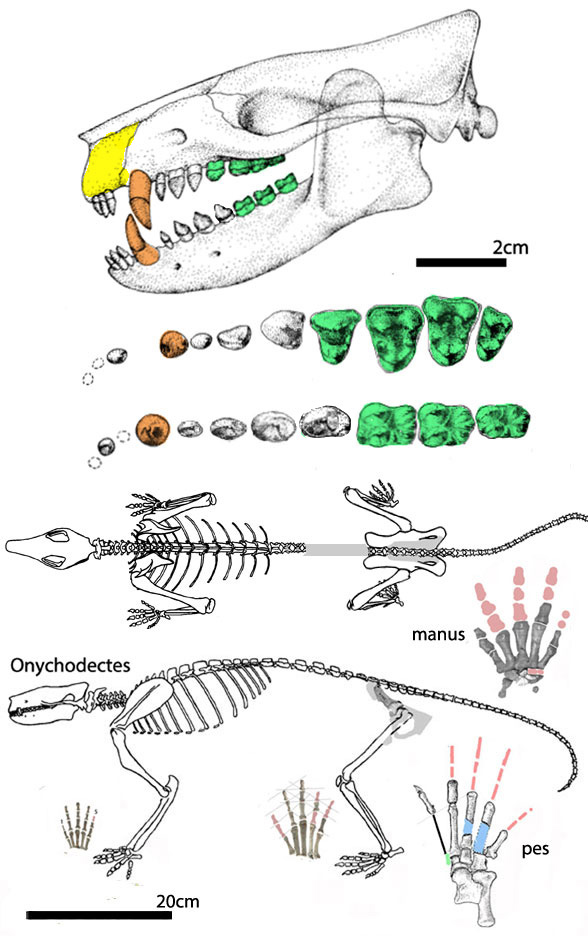 Onychodectes