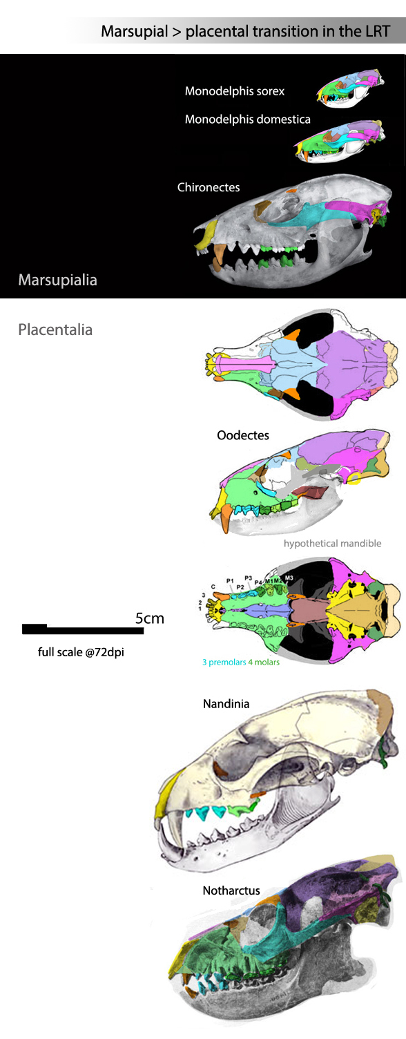 Oodectes skull