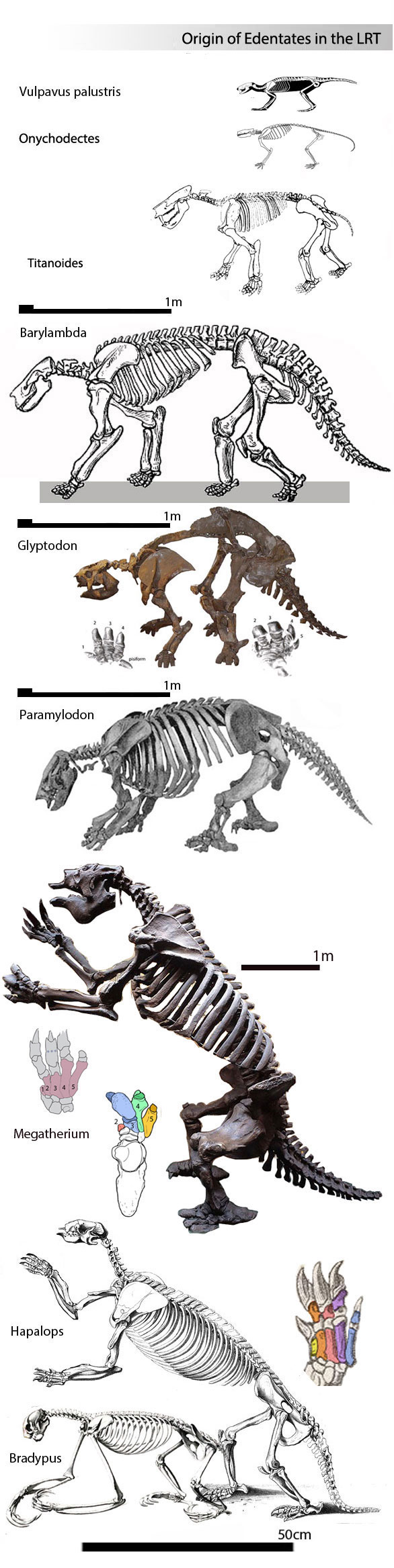 Origin of edentats - xenarthra