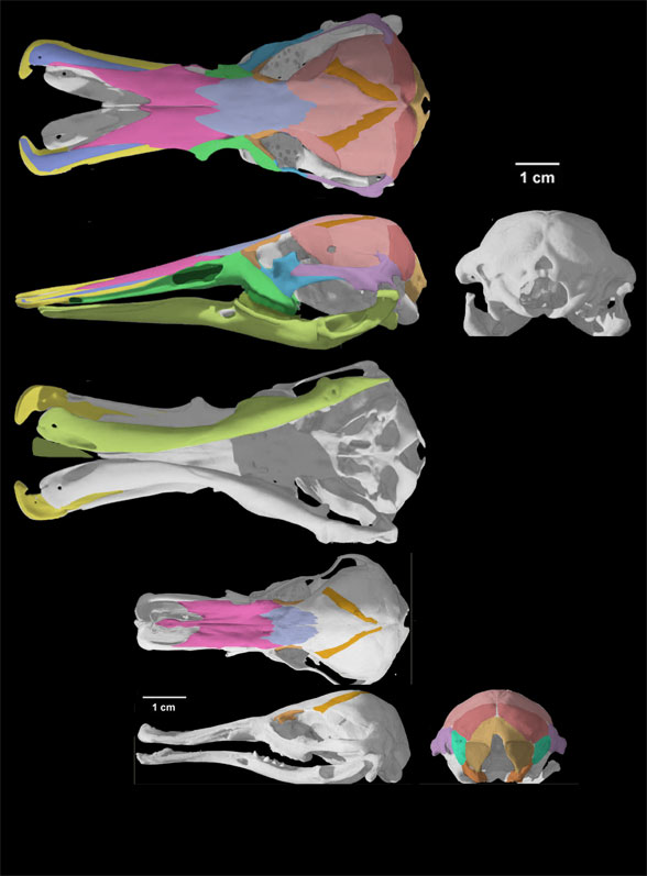 Ornithorhynchus skull