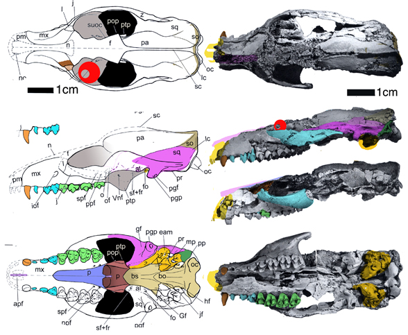 Orthaspidotherium