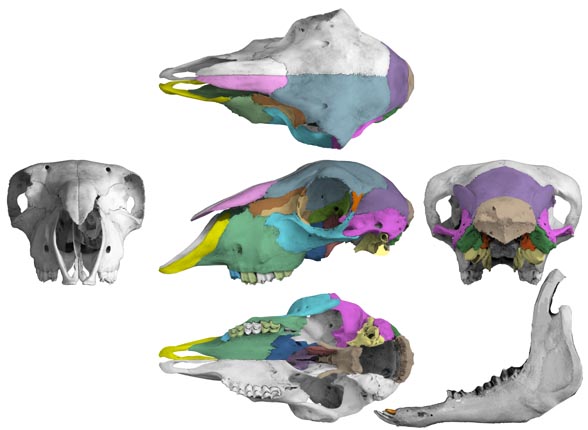 Ovis aries skull 4 views