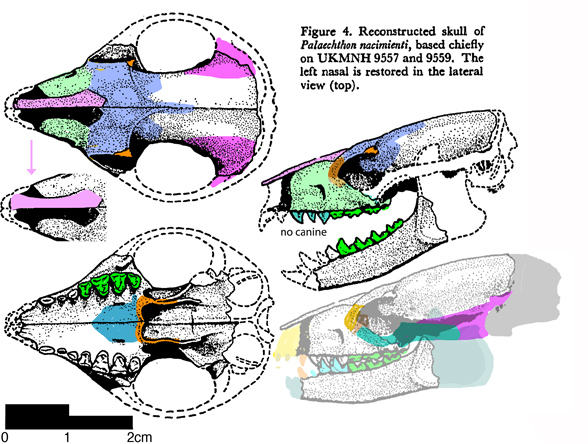 Palaechthon